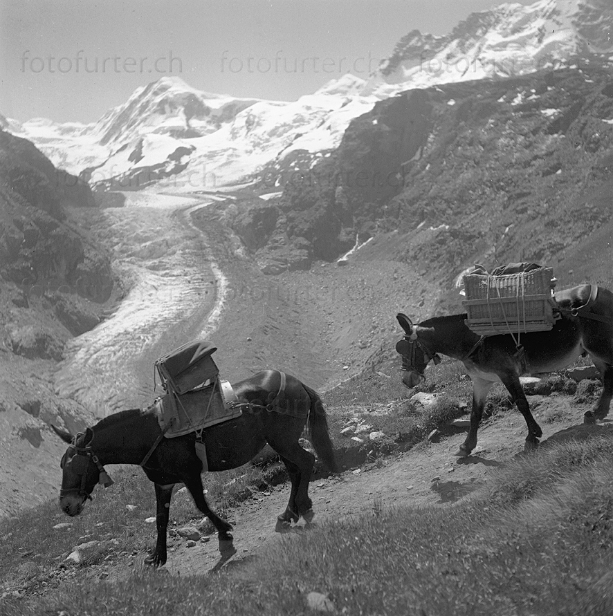 Säumer vor Gletscher mit Lyskamm im Wallis, historische Foto von Otto Furter