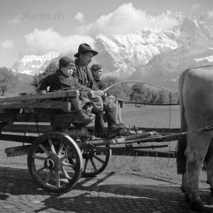 Ochs zieht Wagen mit Vater und den zwei Kindern in Sargans, fotografiert von Otto Furter