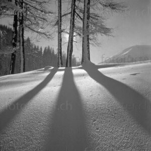 Winterlandschaft in Davos mit Bäume im Gegenlicht, historische Foto von Otto Furter